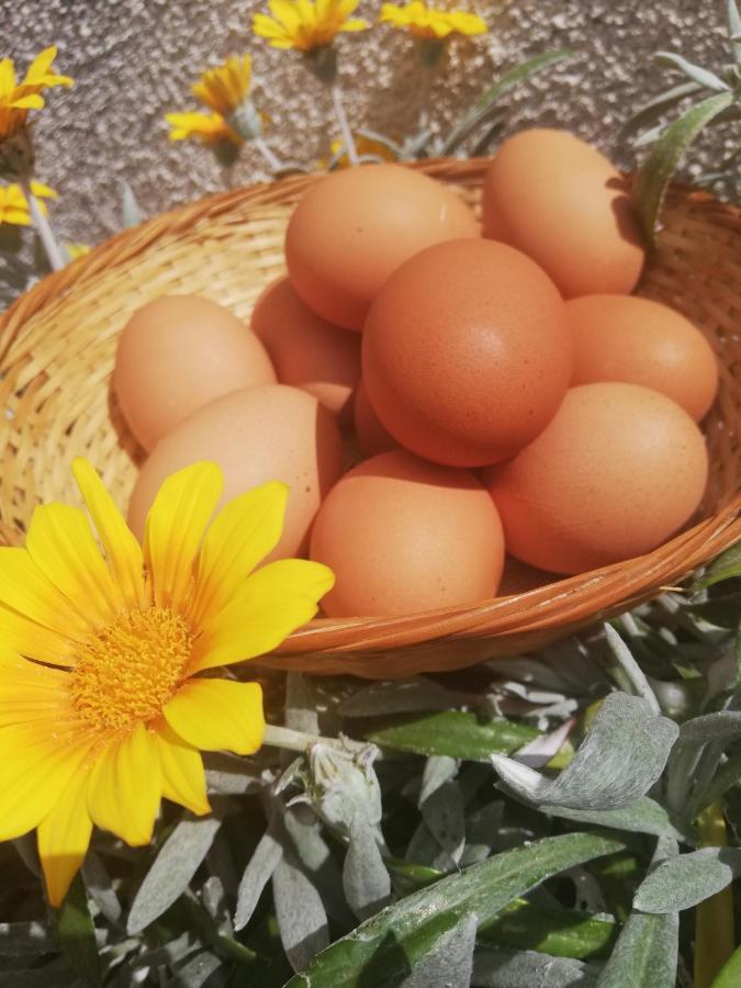 Kaizer Agrotourism Konuk evi Amargeti Dış mekan fotoğraf