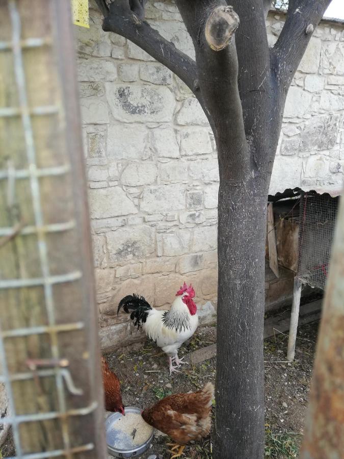 Kaizer Agrotourism Konuk evi Amargeti Dış mekan fotoğraf