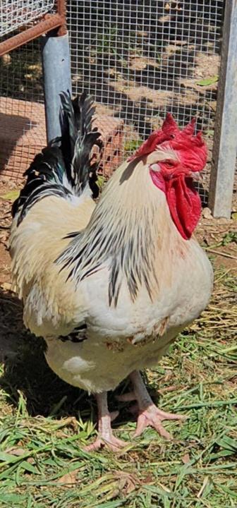 Kaizer Agrotourism Konuk evi Amargeti Dış mekan fotoğraf